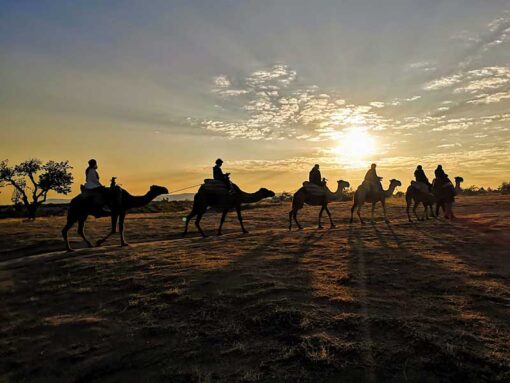 camel ride 5